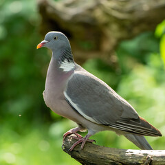 close up of a pigeon