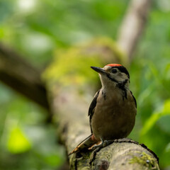 great spotted woodpecker on a branch