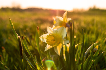 Joquill flowers during sunset