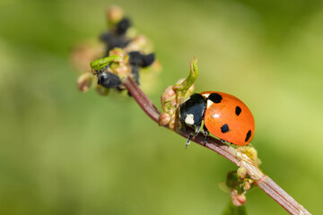 Fototapeta premium Lady bug in a plant's branch macro photography