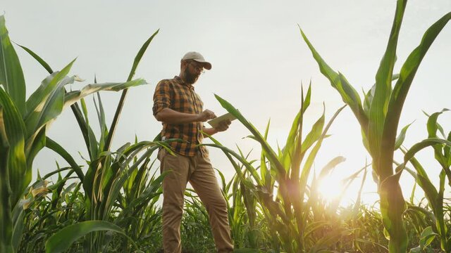 Agronomist farmer man using digital tablet computer in a young cornfield at sunset or sunrise