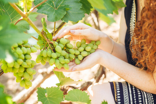 Green grapes
