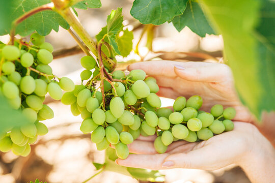 Green grapes
