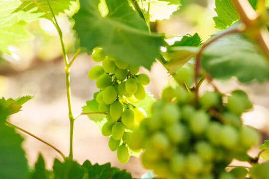 Green grapes