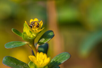 Bee Collecting nectar from Portulaca Oleracea 