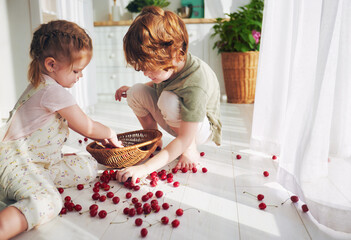 cute redhead kids, siblings helping each other to collect cherries scattered on the floor at the...