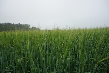 Rye fields in Suffolk area, photographed in June 2021 on a cloudy day. Haverhill