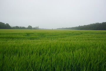 Rye fields in Suffolk area, photographed in June 2021 on a cloudy day. Haverhill