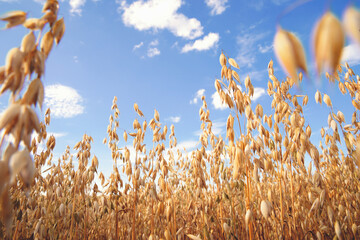 Oat florets on sunlit field with bright blue sky. Summer or autumn grain crop season. Gluten