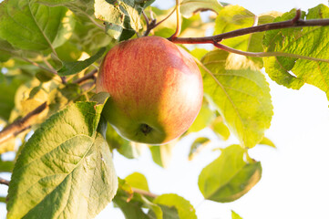 Ripe red apple on a branch