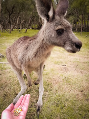 Naklejka na ściany i meble Feeding a kangaroo on a meadow