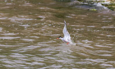 K&uuml;stenseeschwalbe (Sterna paradisaea)