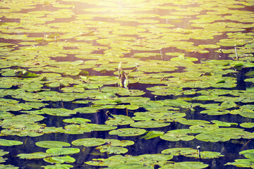 Water lily leaves backlit by sun, background and pattern