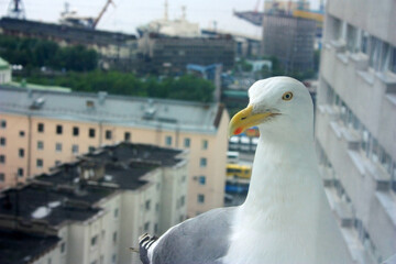 Cormorant on the ledge of a window high-rise building