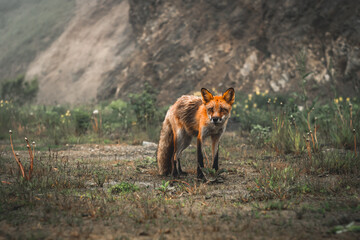 Fototapeta premium Red fox in the forest 