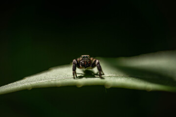 spider jumper looks into the frame. Concept: cute, friendliness, curiosity
