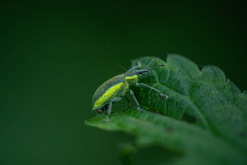 Weevil beetle on a nettle leaf. Concept: disguise, merge