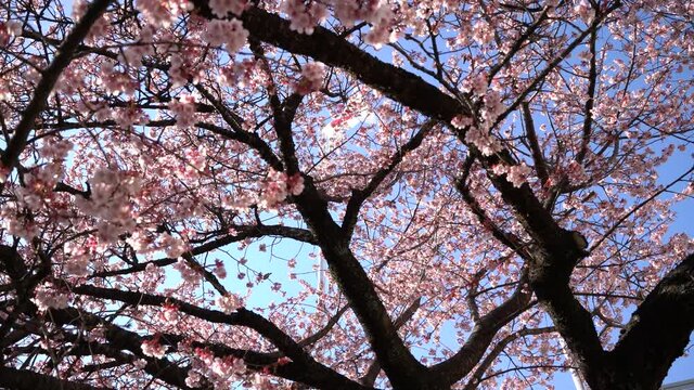 あたみ桜