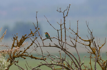 Bienenfresser (Merops apiaster)