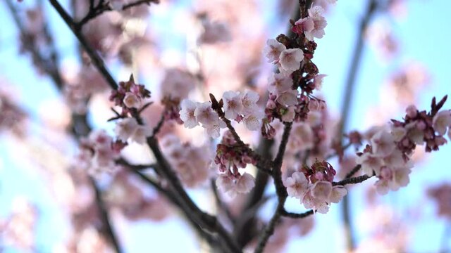 あたみ桜