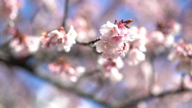 あたみ桜