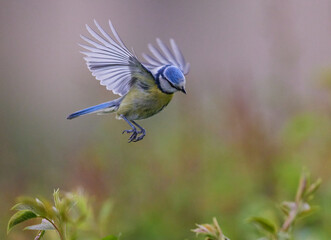 Blaumeise (Cyanistes caeruleus)