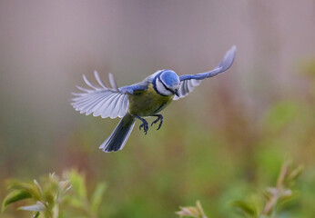 Blaumeise (Cyanistes caeruleus)