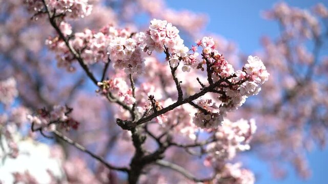 あたみ桜