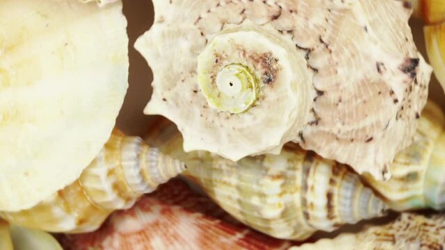Sea cockleshells background.