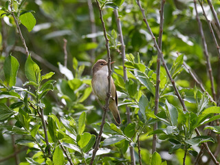 Sumpfrohrsänger (Acrocephalus palustris)