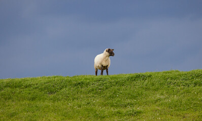 Sheep on the North Sea