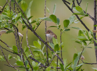 Sumpfrohrs&auml;nger (Acrocephalus palustris)