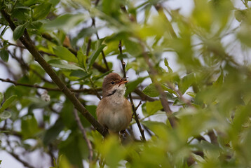 Sumpfrohrs&auml;nger (Acrocephalus palustris)