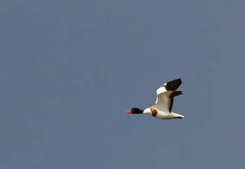 Brandgans (Tadorna tadorna)