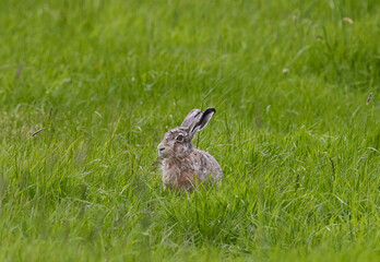 Feldhase (Lepus europaeus)