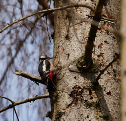 Buntspecht (Dendrocopos major)