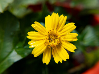 top view of fresh tiny yellow flower isolated in garden