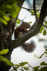 Obraz premium squirrel in a tree