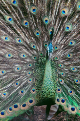 Obraz premium peacock with feathers out