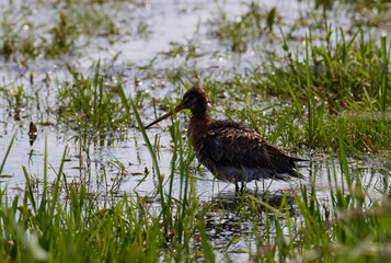 Bekassine (Gallinago gallinago)