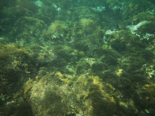 Cabo de Gata, Nijar, Almeria, Andalucia, España