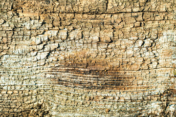 Natural wood texture background. Abstract wallpaper.