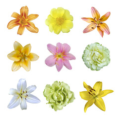 Composition set of flowers lily, rose, yellow portulaca oleraceae on isolated background.