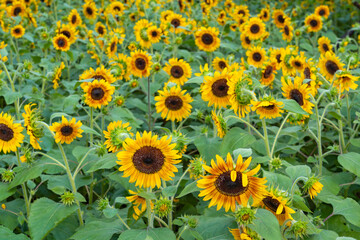 sunflower in the field