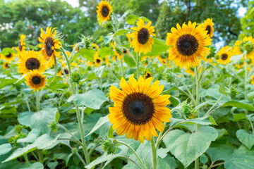 sunflower in the field