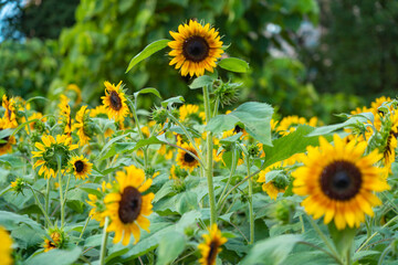 sunflower in the field