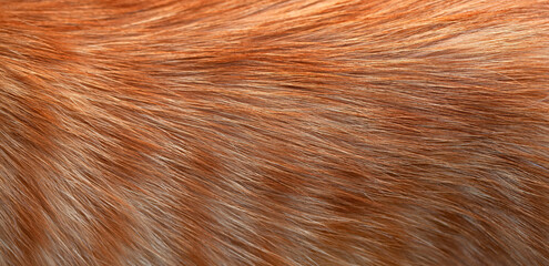 Close-up of ginger cat fur. Texture, background