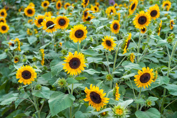 Obraz premium sunflower in the field