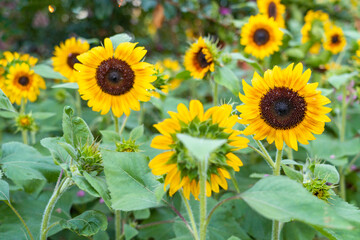Fototapeta premium sunflower in the field