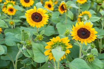 sunflower in the field
